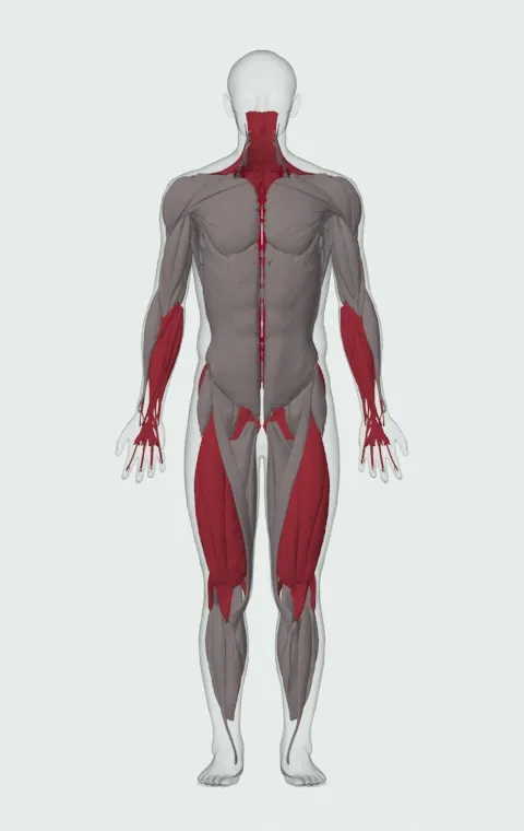 Deadlift with Chains: the muscles it trains, from the front. Primary — Erector Spinae. Also worked — Forearm Flexors, Forearm Extensors, Gluteus Maximus, Gluteus Medius and 14 more.