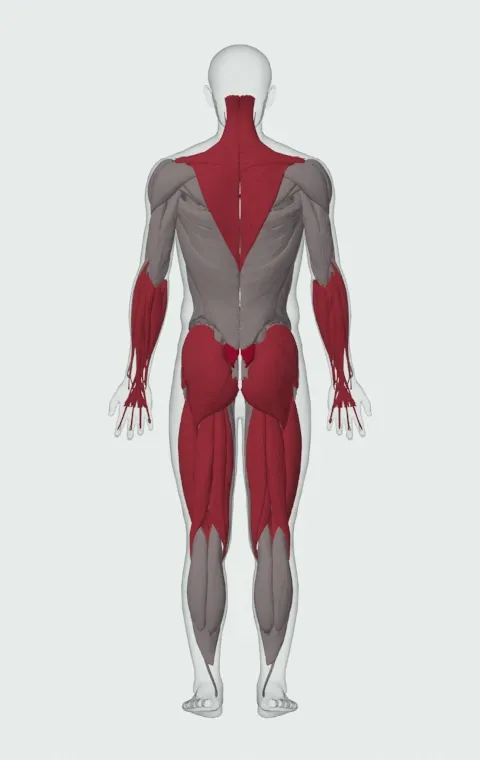 Deadlift with Chains: the muscles it trains, from behind. Primary — Erector Spinae. Also worked — Forearm Flexors, Forearm Extensors, Gluteus Maximus, Gluteus Medius and 14 more.