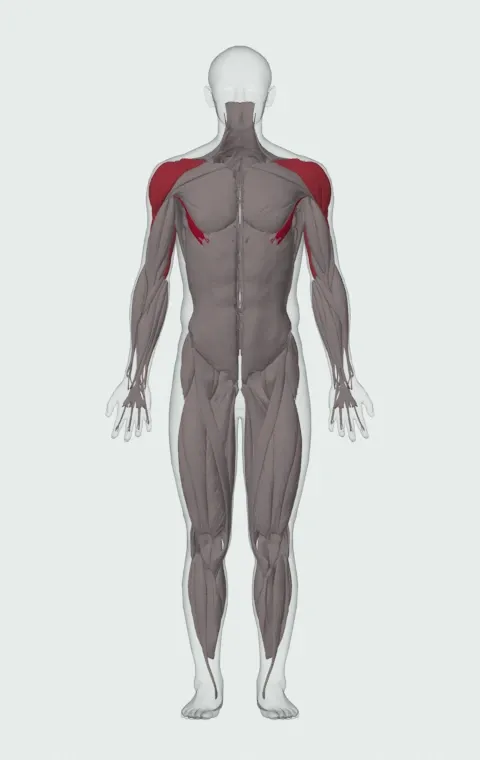 Decline Dumbbell Bench Press: the muscles it trains, from the front. Primary — Abdominal Head. Also worked — Anterior Deltoid, Lateral Deltoid, Posterior Deltoid, Long Head and 2 more.