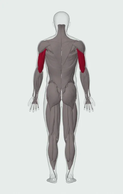 Decline EZ-Bar Triceps Extension: the muscles it trains, from behind. Primary — Long Head, Lateral Head and Medial Head.
