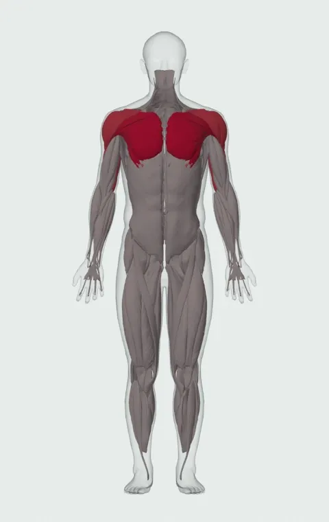 Decline Push-Up: the muscles it trains, from the front. Primary — Clavicular Head, Sternocostal Head and Abdominal Head. Also worked — Anterior Deltoid, Lateral Deltoid, Posterior Deltoid, Long Head and 2 more.