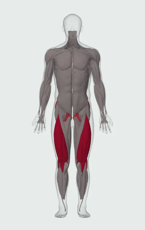 Deficit Reverse Lunge: the muscles it trains, from the front. Primary — Rectus Femoris, Vastus Lateralis, Vastus Medialis and Vastus Intermedius. Also worked — Gluteus Maximus, Gluteus Medius, Gluteus Minimus, Biceps Femoris (Long Head) and 3 more.