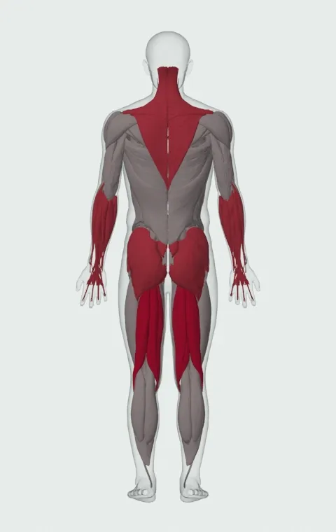 Deficit Romanian Deadlift: the muscles it trains, from behind. Primary — Biceps Femoris (Long Head), Biceps Femoris (Short Head), Semitendinosus and Semimembranosus. Also worked — Forearm Flexors, Forearm Extensors, Gluteus Maximus, Gluteus Medius and 5 more.