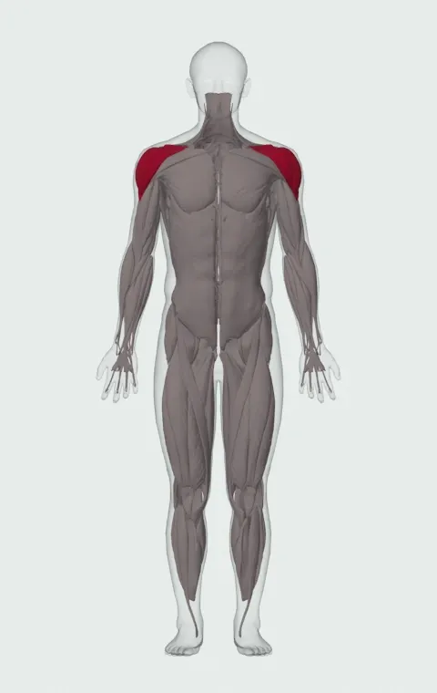 Shoulders: its 3 muscles highlighted on an anatomical figure, from the front — Anterior Deltoid, Lateral Deltoid and Posterior Deltoid.