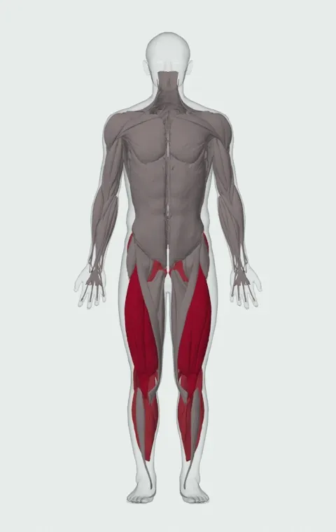 Depth Jump: the muscles it trains, from the front. Primary — Rectus Femoris, Vastus Lateralis, Vastus Medialis and Vastus Intermedius. Also worked — Gastrocnemius, Soleus, Gluteus Maximus, Gluteus Medius and 5 more.