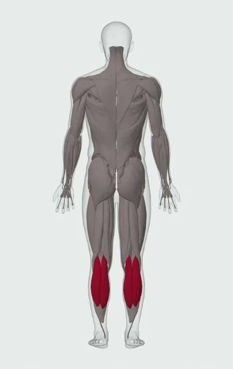 Donkey Calf Raise: the muscles it trains, from behind. Primary — Gastrocnemius.