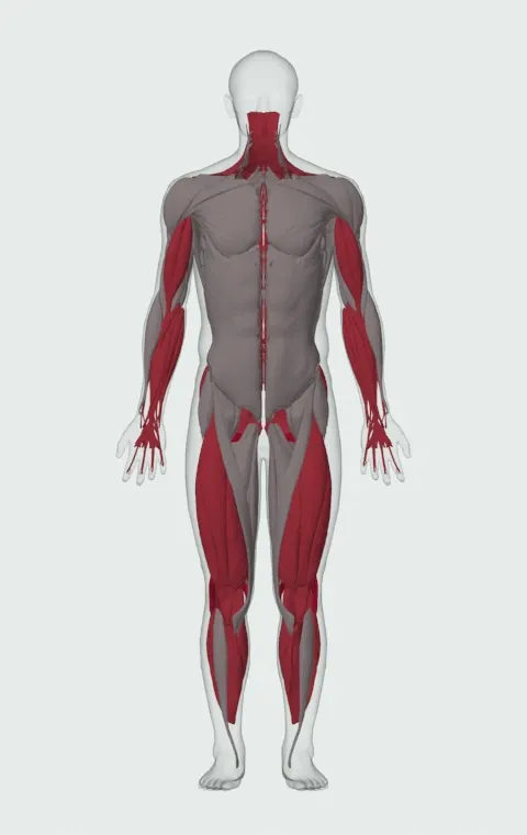 Double Kettlebell Alternating Hang Clean: the muscles it trains, from the front. Primary — Biceps Femoris (Long Head), Biceps Femoris (Short Head), Semitendinosus and Semimembranosus. Also worked — Long Head, Short Head, Gastrocnemius, Soleus and 13 more.