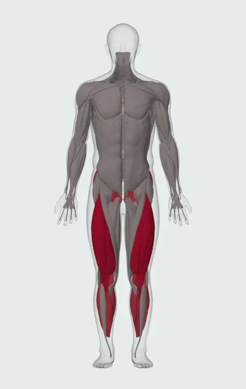 Double Kettlebell Front Squat: the muscles it trains, from the front. Primary — Rectus Femoris, Vastus Lateralis, Vastus Medialis and Vastus Intermedius. Also worked — Gastrocnemius, Soleus, Gluteus Maximus, Gluteus Medius and 1 more.