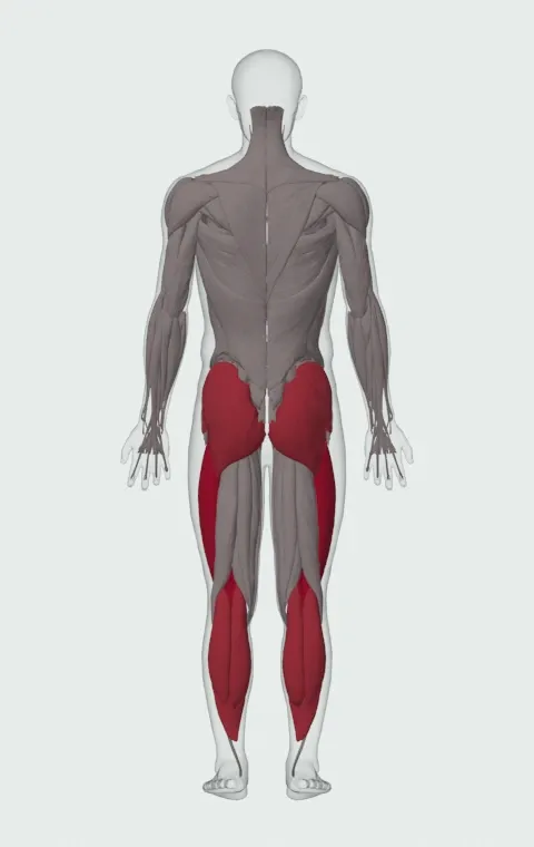Double Kettlebell Front Squat: the muscles it trains, from behind. Primary — Rectus Femoris, Vastus Lateralis, Vastus Medialis and Vastus Intermedius. Also worked — Gastrocnemius, Soleus, Gluteus Maximus, Gluteus Medius and 1 more.