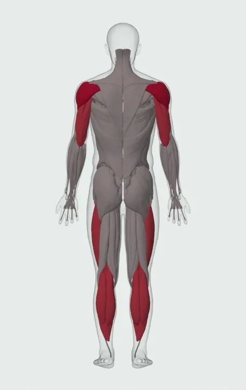 Double Kettlebell Jerk: the muscles it trains, from behind. Primary — Anterior Deltoid, Lateral Deltoid and Posterior Deltoid. Also worked — Gastrocnemius, Soleus, Rectus Femoris, Vastus Lateralis and 5 more.