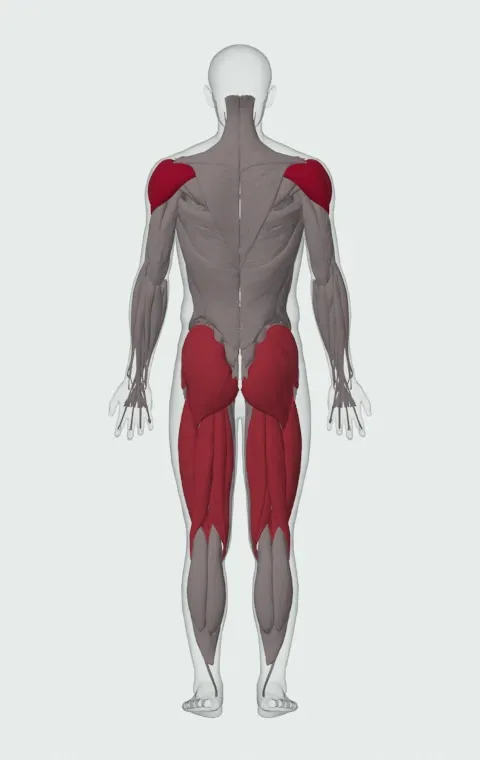 Double Kettlebell Snatch: the muscles it trains, from behind. Primary — Anterior Deltoid, Lateral Deltoid and Posterior Deltoid. Also worked — Gluteus Maximus, Gluteus Medius, Gluteus Minimus, Biceps Femoris (Long Head) and 7 more.