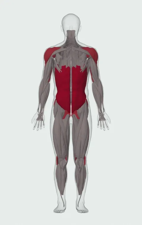Double Kettlebell Windmill: the muscles it trains, from the front. Primary — Rectus Abdominis, External Oblique and Internal Oblique. Also worked — Gluteus Maximus, Gluteus Medius, Gluteus Minimus, Biceps Femoris (Long Head) and 9 more.