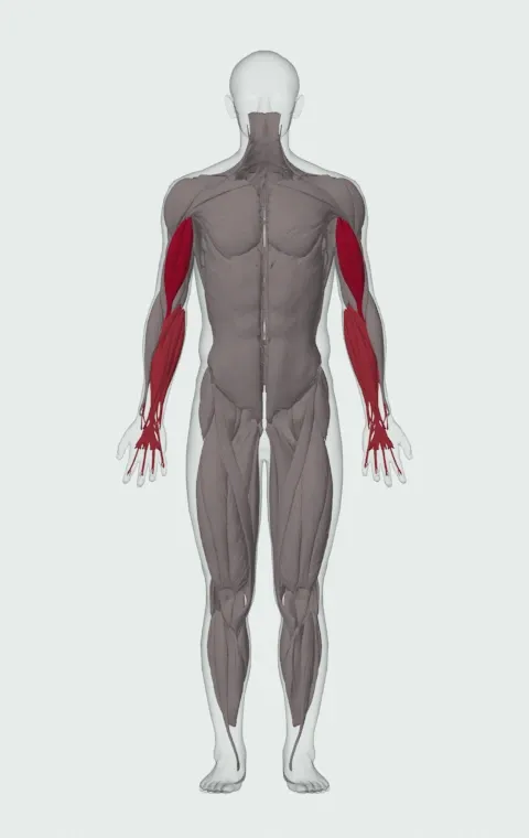 Drag Curl: the muscles it trains, from the front. Primary — Long Head and Short Head. Also worked — Forearm Flexors and Forearm Extensors.