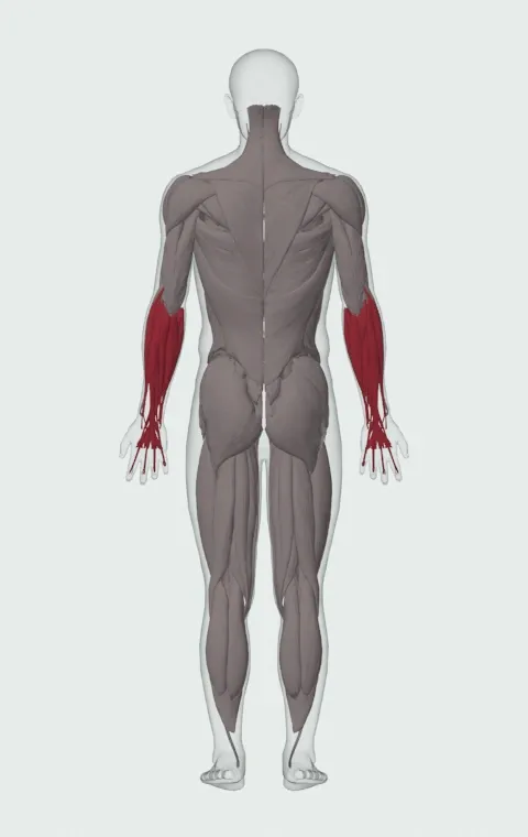 Drag Curl: the muscles it trains, from behind. Primary — Long Head and Short Head. Also worked — Forearm Flexors and Forearm Extensors.