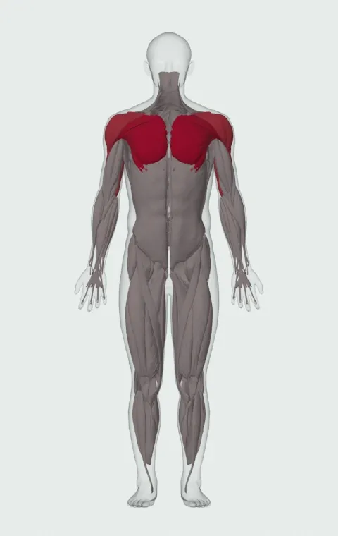Dumbbell Bench Press: the muscles it trains, from the front. Primary — Clavicular Head, Sternocostal Head and Abdominal Head. Also worked — Anterior Deltoid, Lateral Deltoid, Posterior Deltoid, Long Head and 2 more.