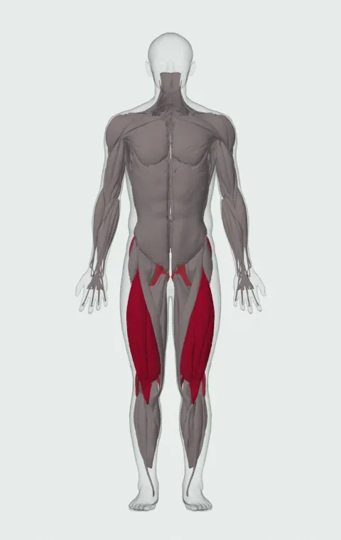 Dumbbell Bulgarian Split Squat: the muscles it trains, from the front. Primary — Rectus Femoris, Vastus Lateralis, Vastus Medialis and Vastus Intermedius. Also worked — Gluteus Maximus, Gluteus Medius, Gluteus Minimus, Biceps Femoris (Long Head) and 3 more.
