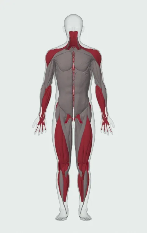Dumbbell Clean: the muscles it trains, from the front. Primary — Biceps Femoris (Long Head), Biceps Femoris (Short Head), Semitendinosus and Semimembranosus. Also worked — Gastrocnemius, Soleus, Forearm Flexors, Forearm Extensors and 14 more.