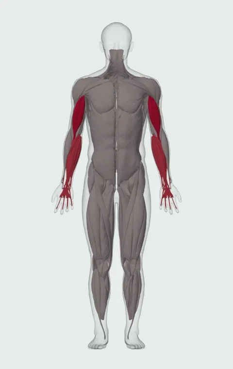 Dumbbell Curl: the muscles it trains, from the front. Primary — Long Head and Short Head. Also worked — Forearm Flexors and Forearm Extensors.