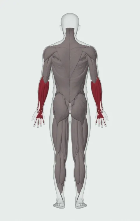 Dumbbell Curl: the muscles it trains, from behind. Primary — Long Head and Short Head. Also worked — Forearm Flexors and Forearm Extensors.