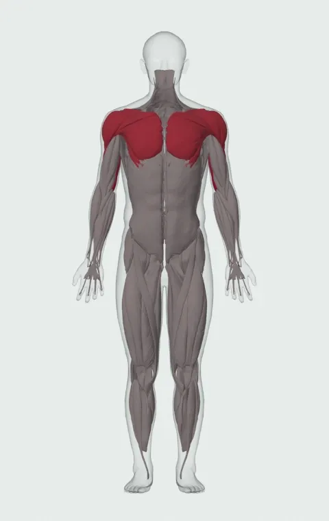 Dumbbell Floor Press: the muscles it trains, from the front. Primary — Long Head, Lateral Head and Medial Head. Also worked — Clavicular Head, Sternocostal Head, Abdominal Head, Anterior Deltoid and 2 more.