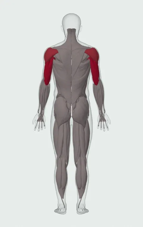 Dumbbell Floor Press: the muscles it trains, from behind. Primary — Long Head, Lateral Head and Medial Head. Also worked — Clavicular Head, Sternocostal Head, Abdominal Head, Anterior Deltoid and 2 more.