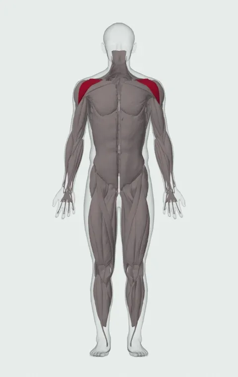 Dumbbell Front Raise to Overhead: the muscles it trains, from the front. Primary — Anterior Deltoid.