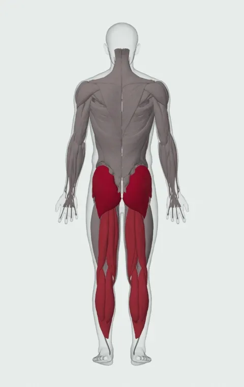 Dumbbell Hip Thrust: the muscles it trains, from behind. Primary — Gluteus Maximus, Gluteus Medius and Gluteus Minimus. Also worked — Gastrocnemius, Soleus, Biceps Femoris (Long Head), Biceps Femoris (Short Head) and 2 more.