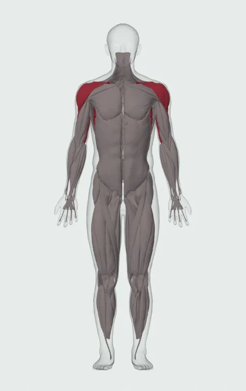 Dumbbell Incline Shoulder Raise: the muscles it trains, from the front. Primary — Serratus Anterior. Also worked — Long Head, Lateral Head, Medial Head, Anterior Deltoid and 2 more.