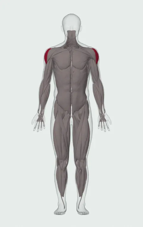 Dumbbell Lateral Raise: the muscles it trains, from the front. Primary — Lateral Deltoid.