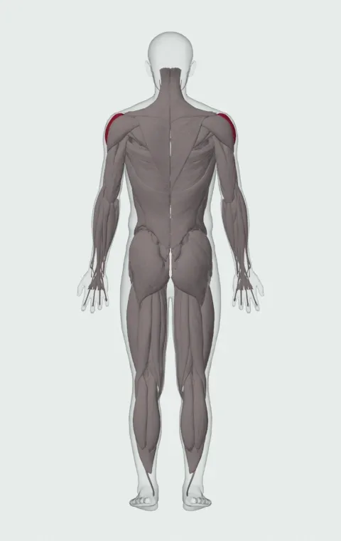 Dumbbell Lateral Raise: the muscles it trains, from behind. Primary — Lateral Deltoid.