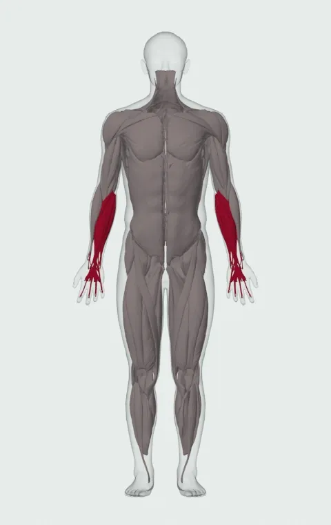 Dumbbell Lying Pronation: the muscles it trains, from the front. Primary — Forearm Flexors and Forearm Extensors.