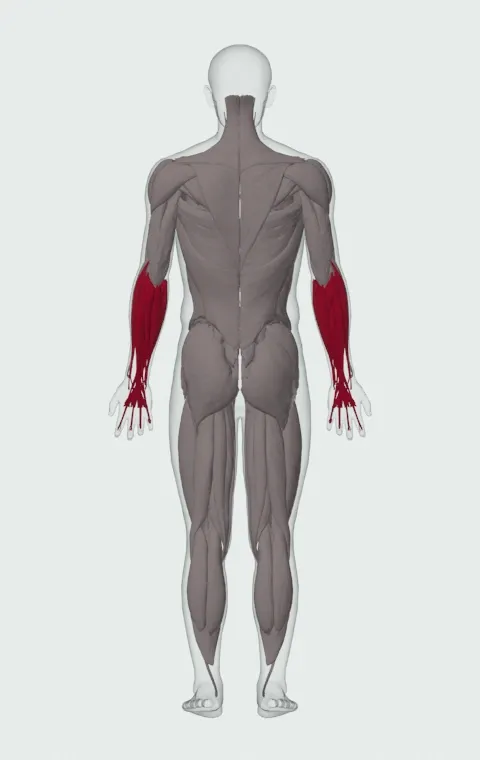 Dumbbell Lying Pronation: the muscles it trains, from behind. Primary — Forearm Flexors and Forearm Extensors.