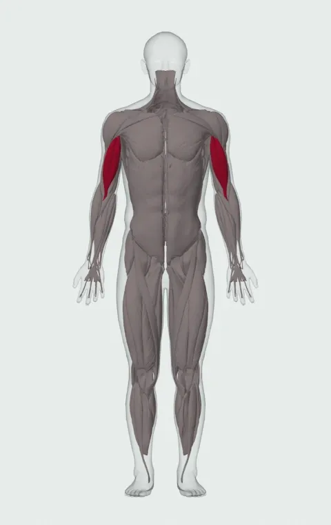 Dumbbell Prone Incline Curl: the muscles it trains, from the front. Primary — Long Head and Short Head.