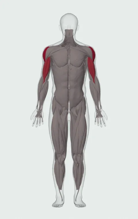 Dumbbell Raise: the muscles it trains, from the front. Primary — Lateral Deltoid. Also worked — Long Head and Short Head.