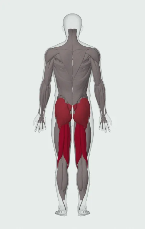 Dumbbell Romanian Deadlift: the muscles it trains, from behind. Primary — Biceps Femoris (Long Head), Biceps Femoris (Short Head), Semitendinosus and Semimembranosus. Also worked — Gluteus Maximus, Gluteus Medius, Gluteus Minimus and Erector Spinae.