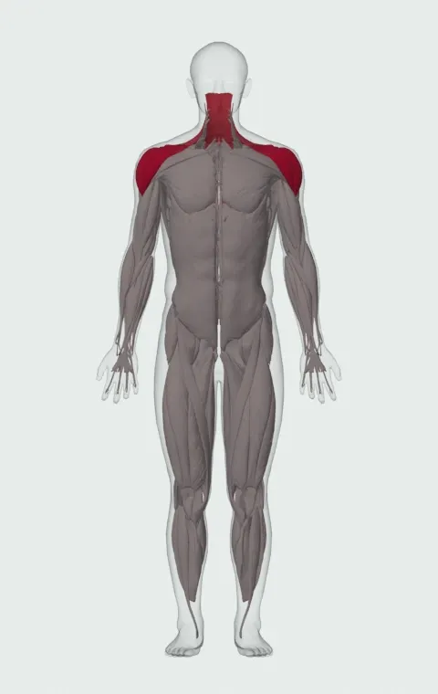 Dumbbell Scaption: the muscles it trains, from the front. Primary — Lateral Deltoid, Anterior Deltoid and Supraspinatus. Also worked — Upper Trapezius, Middle Trapezius and Lower Trapezius.