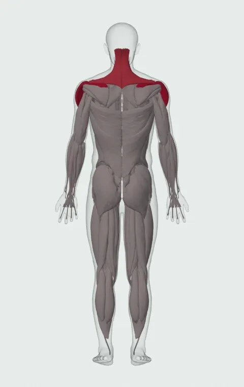 Dumbbell Scaption: the muscles it trains, from behind. Primary — Lateral Deltoid, Anterior Deltoid and Supraspinatus. Also worked — Upper Trapezius, Middle Trapezius and Lower Trapezius. Lower Trapezius is lifted away in this view to show what lies beneath.