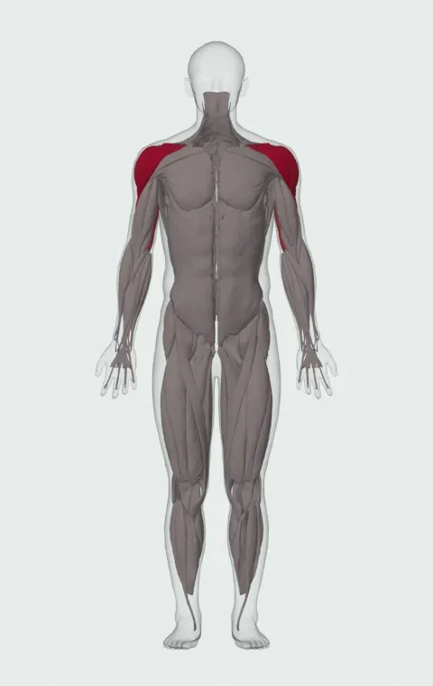 Dumbbell Shoulder Press: the muscles it trains, from the front. Primary — Anterior Deltoid, Lateral Deltoid and Posterior Deltoid. Also worked — Long Head, Lateral Head and Medial Head.