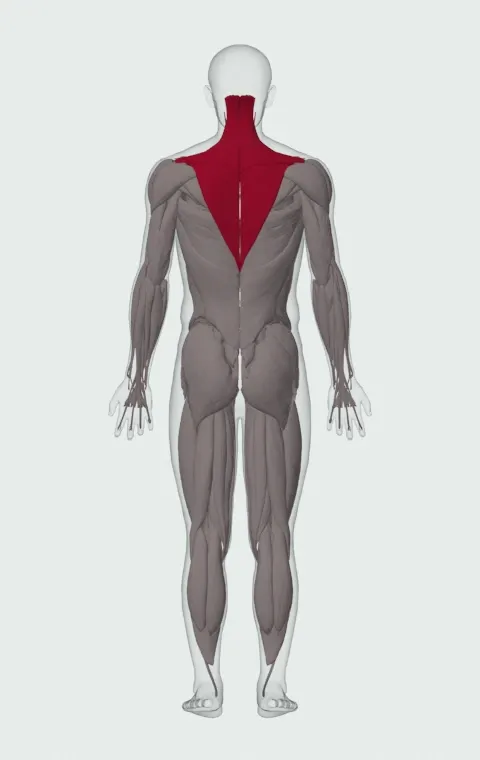 Dumbbell Shrug: the muscles it trains, from behind. Primary — Upper Trapezius, Middle Trapezius and Lower Trapezius. Also worked — Levator Scapulae.