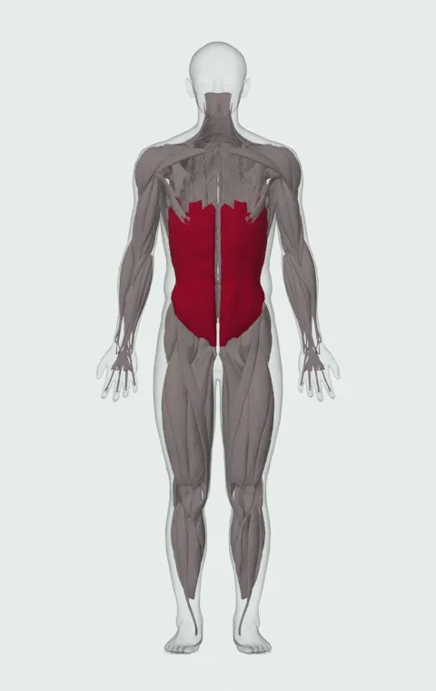 Dumbbell Side Bend: the muscles it trains, from the front. Primary — Rectus Abdominis, External Oblique, Internal Oblique and Quadratus Lumborum.