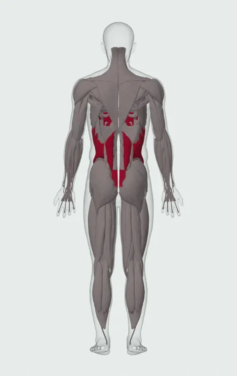 Dumbbell Side Bend: the muscles it trains, from behind. Primary — Rectus Abdominis, External Oblique, Internal Oblique and Quadratus Lumborum.