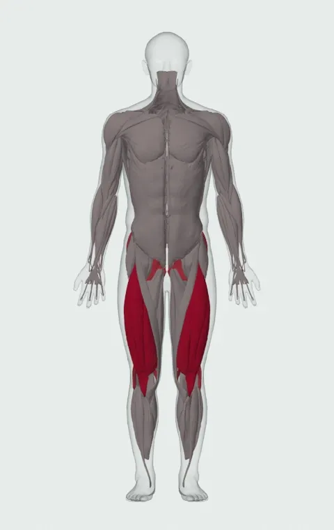 Dumbbell Split Squat: the muscles it trains, from the front. Primary — Rectus Femoris, Vastus Lateralis, Vastus Medialis and Vastus Intermedius. Also worked — Gluteus Maximus, Gluteus Medius, Gluteus Minimus, Biceps Femoris (Long Head) and 3 more.