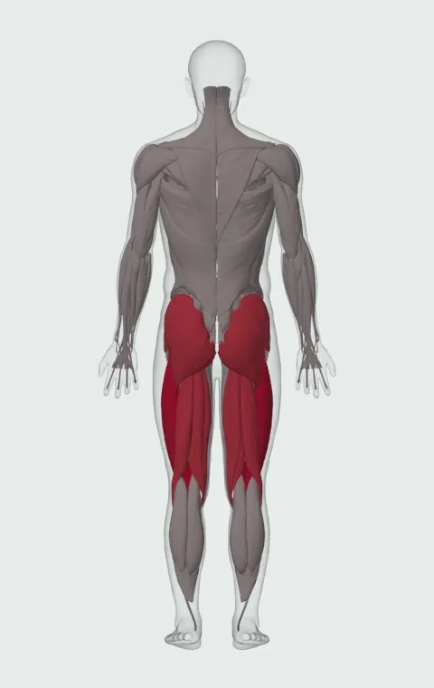 Dumbbell Split Squat: the muscles it trains, from behind. Primary — Rectus Femoris, Vastus Lateralis, Vastus Medialis and Vastus Intermedius. Also worked — Gluteus Maximus, Gluteus Medius, Gluteus Minimus, Biceps Femoris (Long Head) and 3 more.