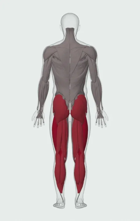 Dumbbell Step-Up: the muscles it trains, from behind. Primary — Rectus Femoris, Vastus Lateralis, Vastus Medialis and Vastus Intermedius. Also worked — Gastrocnemius, Soleus, Gluteus Maximus, Gluteus Medius and 5 more.