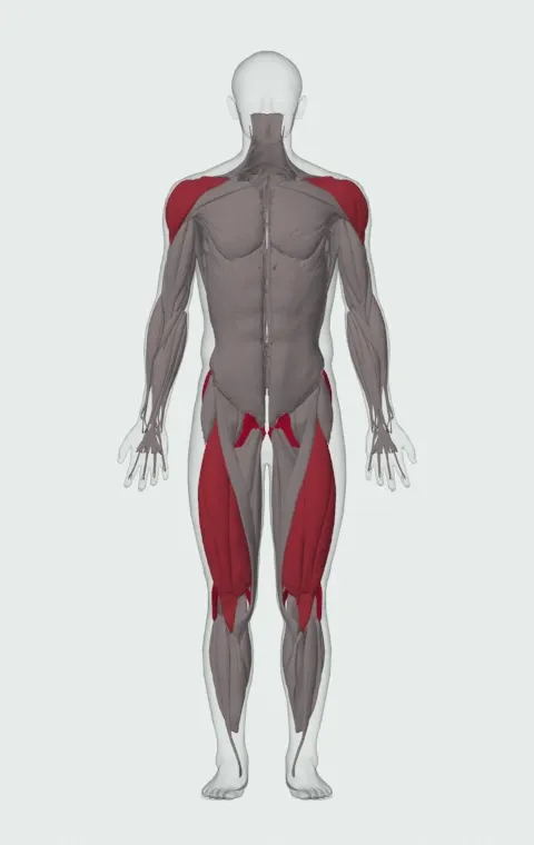 Dumbbell Swing: the muscles it trains, from the front. Primary — Biceps Femoris (Long Head), Biceps Femoris (Short Head), Semitendinosus, Semimembranosus and 3 more. Also worked — Rectus Femoris, Vastus Lateralis, Vastus Medialis, Vastus Intermedius and 3 more.