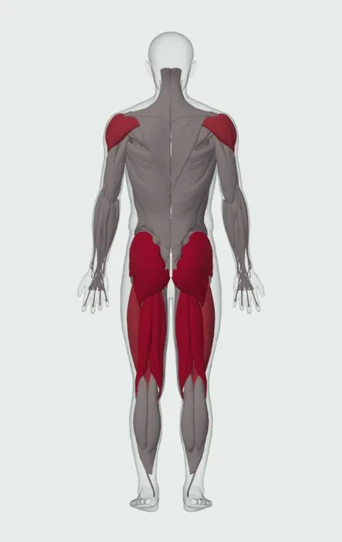 Dumbbell Swing: the muscles it trains, from behind. Primary — Biceps Femoris (Long Head), Biceps Femoris (Short Head), Semitendinosus, Semimembranosus and 3 more. Also worked — Rectus Femoris, Vastus Lateralis, Vastus Medialis, Vastus Intermedius and 3 more.