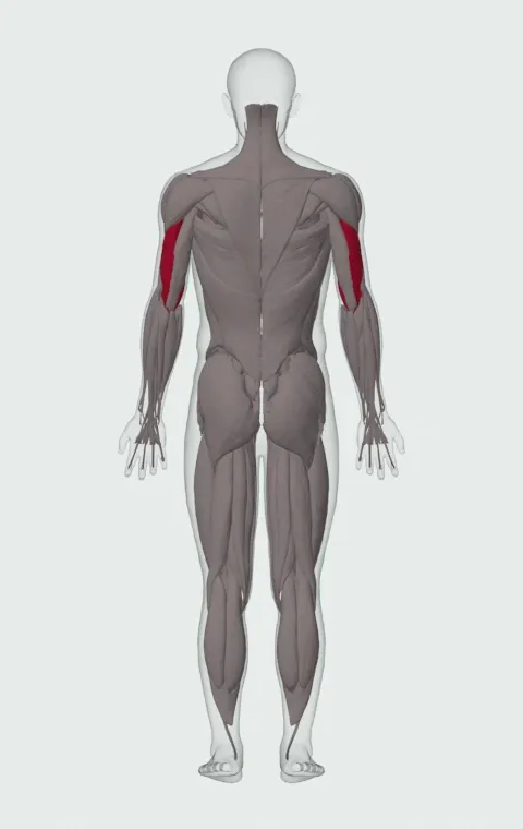Dumbbell Triceps Kickback: the muscles it trains, from behind. Primary — Lateral Head and Medial Head.