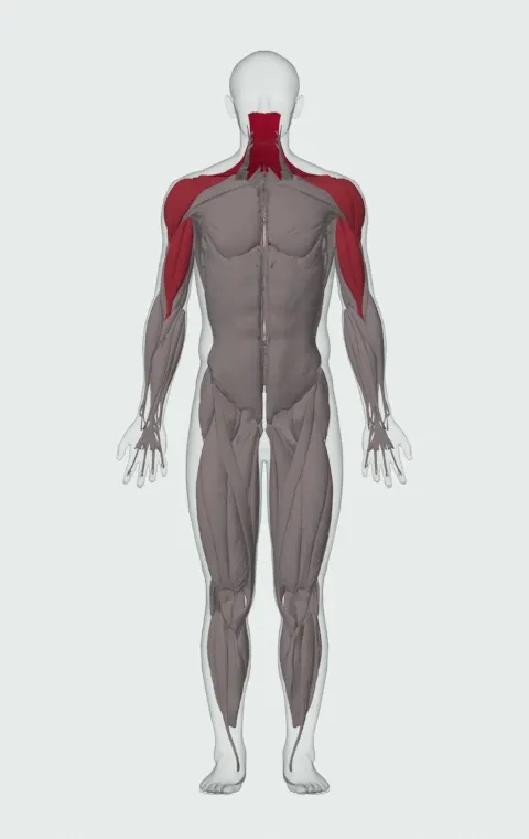 Dumbbell Upright Row: the muscles it trains, from the front. Primary — Upper Trapezius, Middle Trapezius and Lower Trapezius. Also worked — Long Head, Short Head, Anterior Deltoid, Lateral Deltoid and 1 more.