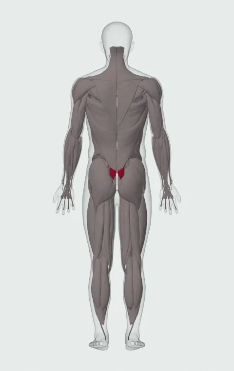 Spinal Erectors highlighted on an anatomical figure, from behind.