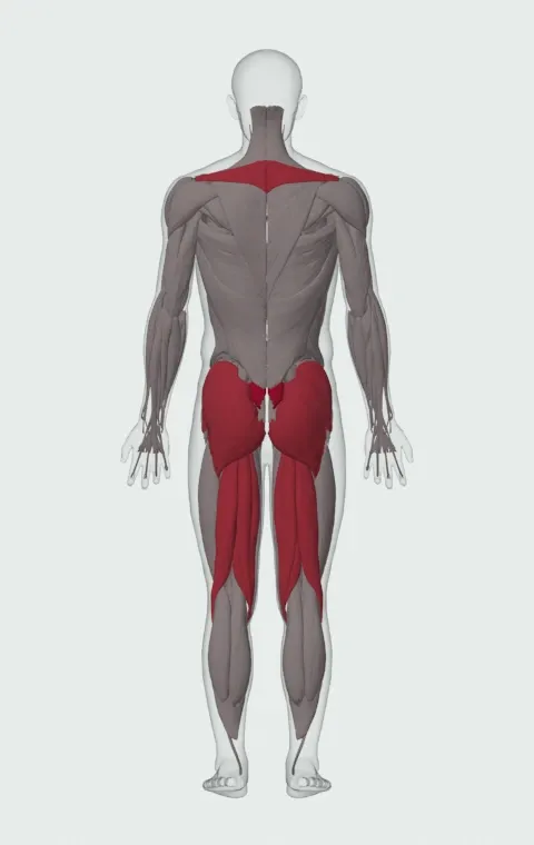 Exercise Ball Back Extension: the muscles it trains, from behind. Primary — Erector Spinae. Also worked — Gluteus Maximus, Gluteus Medius, Gluteus Minimus, Biceps Femoris (Long Head) and 6 more.